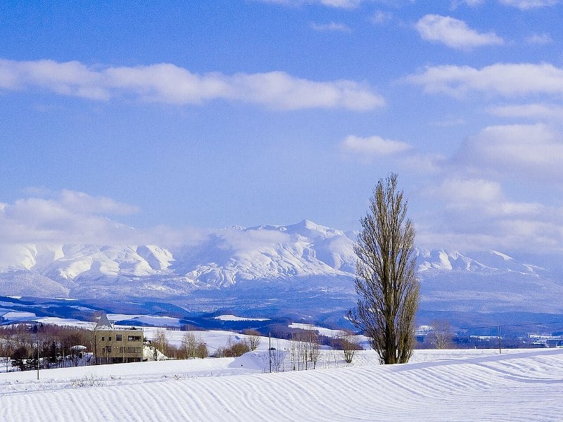 Ken & Mary Tree in Biei in Winter.