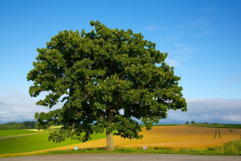 Seven Stars Tree in Biei