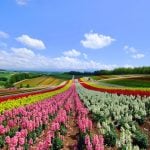 Biei Travel Guide