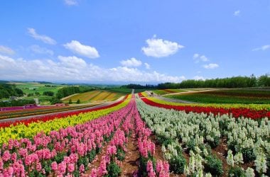 Biei Travel Guide