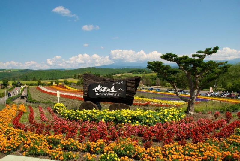 Zerubu Hill during summer, Biei