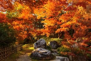 Autumn Leaves at Showa Kinen Park, Tokyo