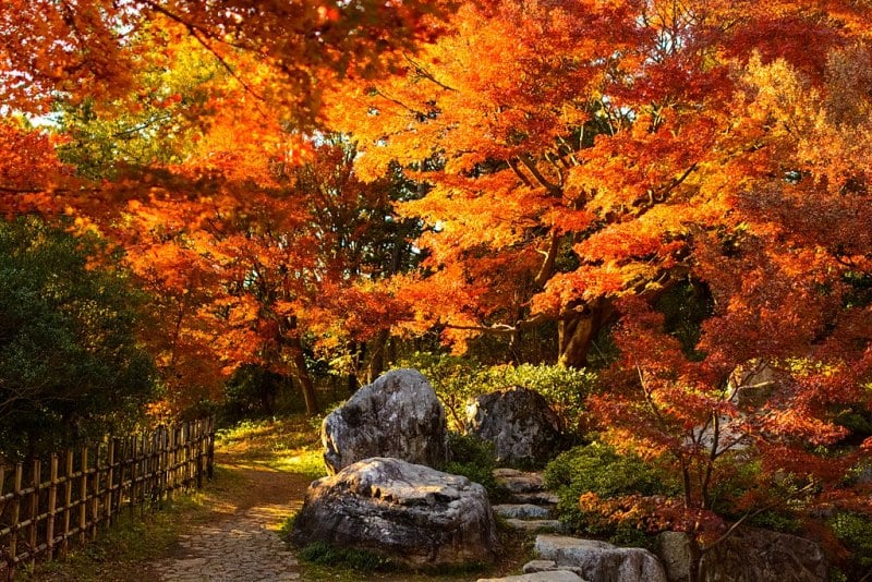 Autumn Leaves at Showa Kinen Park, Tokyo