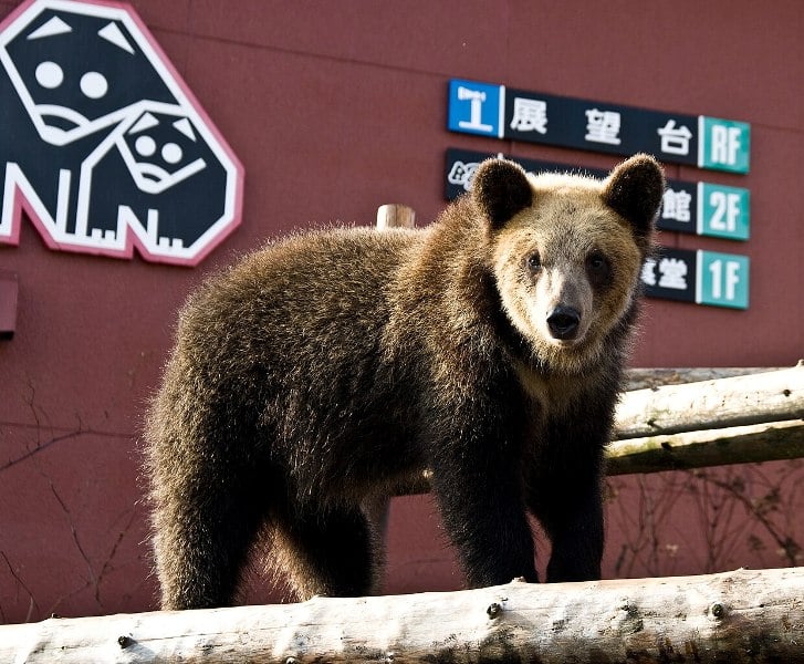 Brown bear in Hokkaido