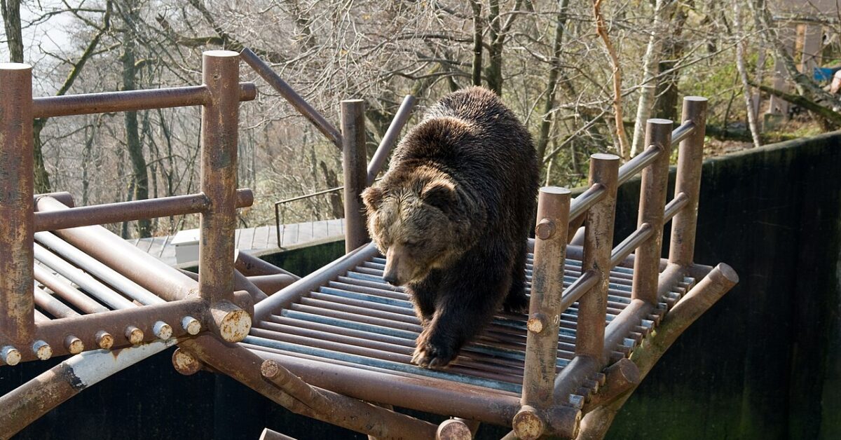 Bear Encounters in Japan: What Tourists Need to Know | Kyuhoshi