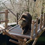 Bear Attack in Japan