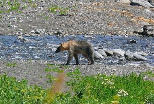Hokkaido Brown Bear in Japan