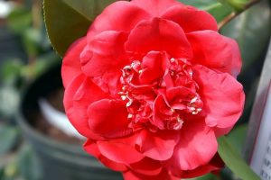 Camellia Japonica