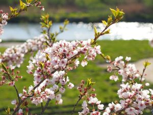 Cherry blossoms in Japan