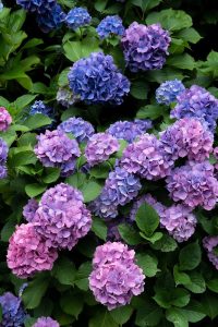 Hydrangea at Asukayama Park