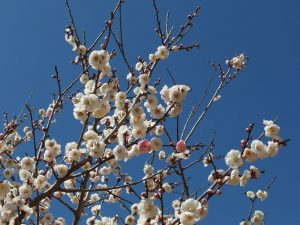 Plum blossom in Japan