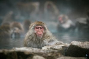 Snow Monkey in Nagano