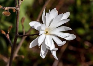 Star Magnolia