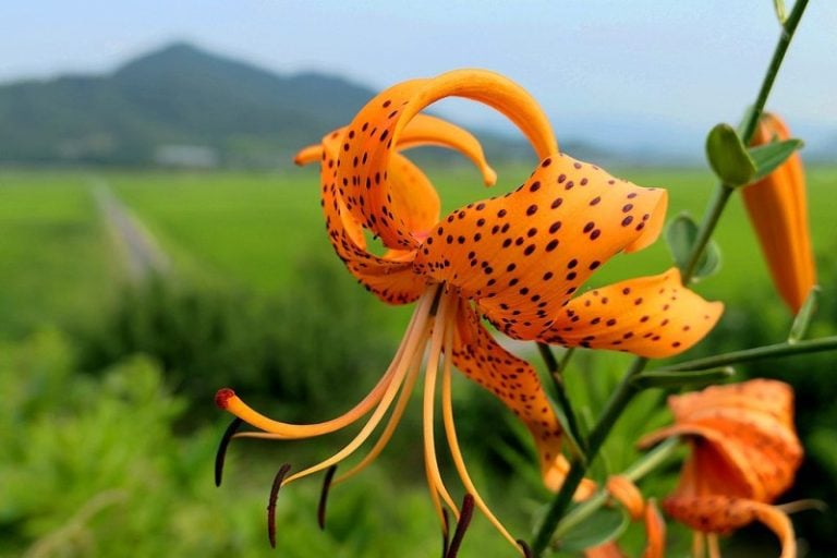 10 Popular Japanese Native Flowers | Kyuhoshi