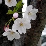Japanese Native Flowers - Sakura