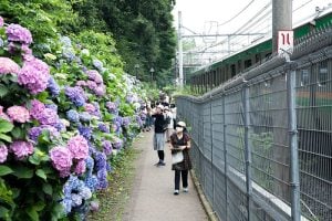 Asukayama Park Hydrangea in Tokyo