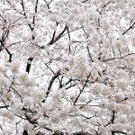 Best time to visit Tokyo