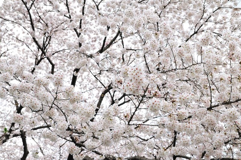 Best time to visit Tokyo