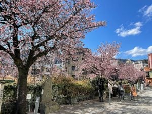 Itokawa Sakura Matsuri
