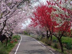 Cherry and Peach Blossoms in Japan