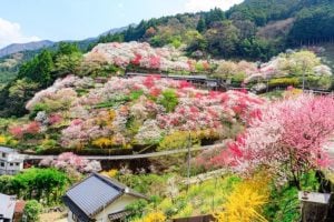 Kamikuki Peach Blossoms, Kochi