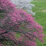 Peach blossoms in Japan