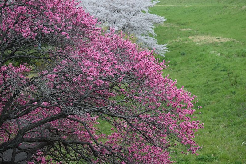 Peach blossoms in Japan