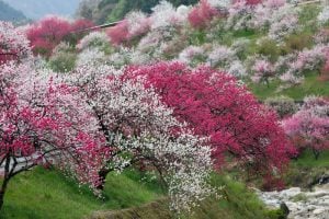 Peach blossoms in Nagano
