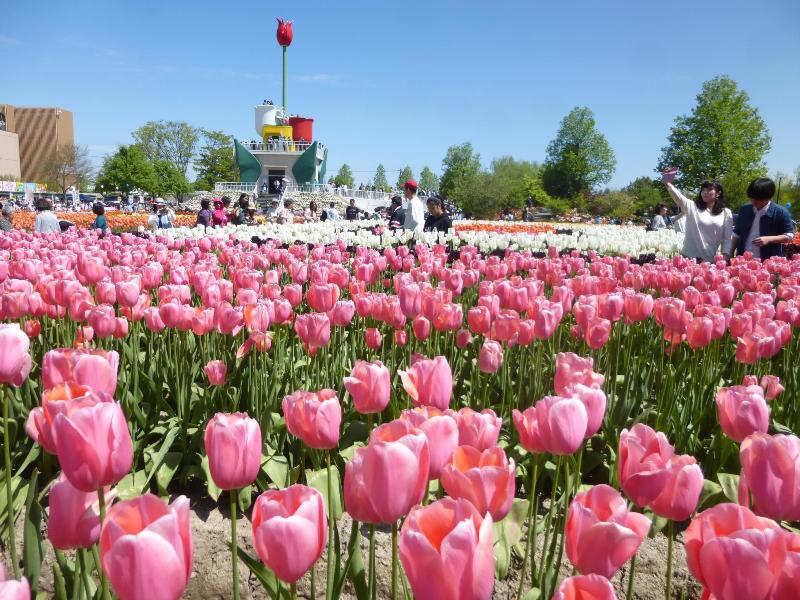 tonami_tulip_park_toyama_japan | Kyuhoshi