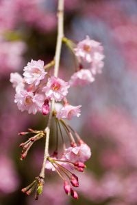 Cherry blossoms in Kenrokuen, Kanazawa