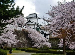 Cherry Blossoms in Kanazawa Castle Park