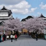 Sakura at Kanazawa Castle Park, Japan