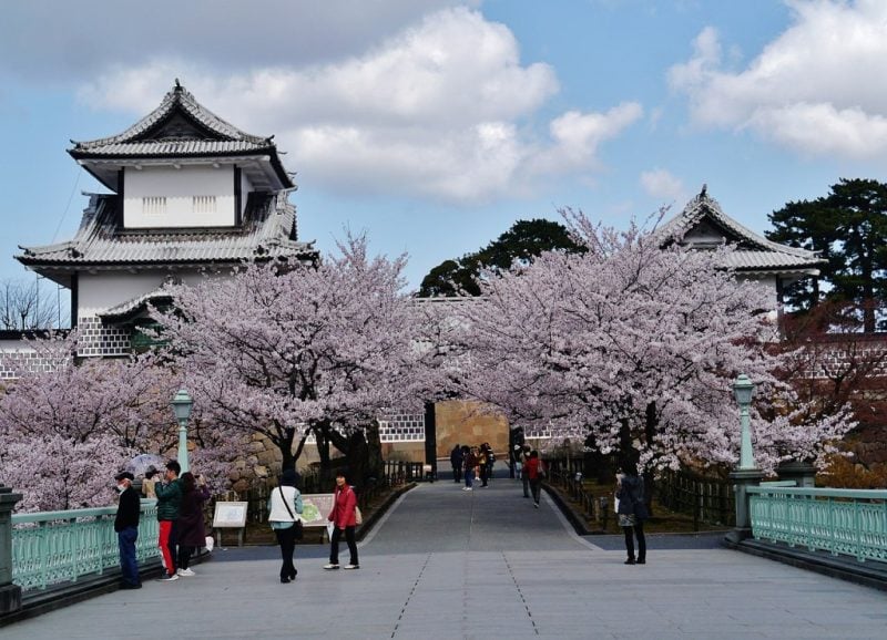Sakura at Kanazawa Castle Park, Japan