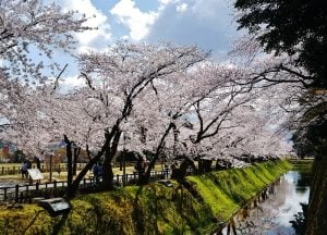 Cherry blossoms in Kanazawa