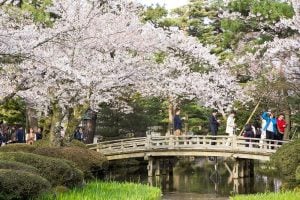 Sakura at Kenrokuen, Kanazawa