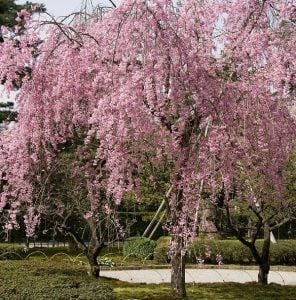 Weeping cherry tree in Kanazawa