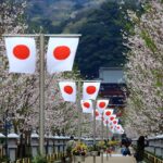 Cherry blossoms in Japan