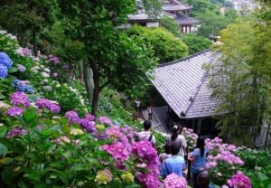 Hasedera temple's hydrangea