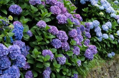 Hydrangea season in Kamakura, Japan