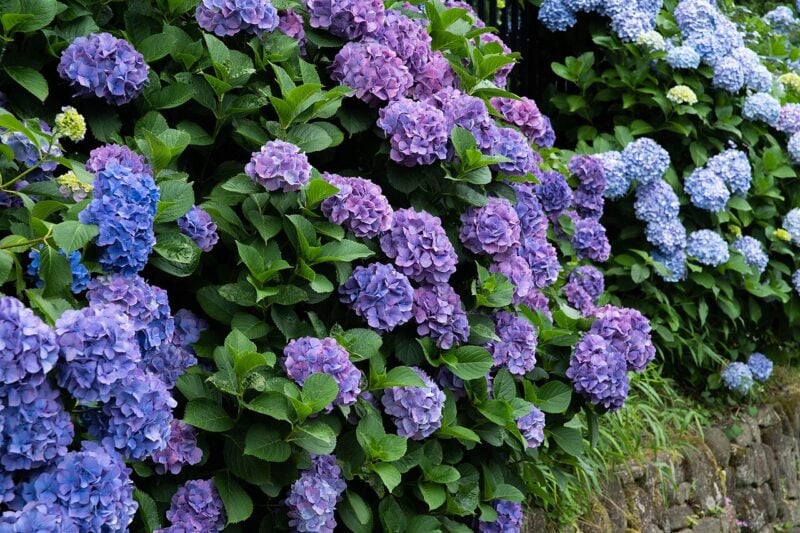 Hydrangea season in Kamakura, Japan