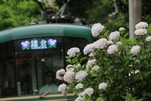 Hydrangea in Kamakura
