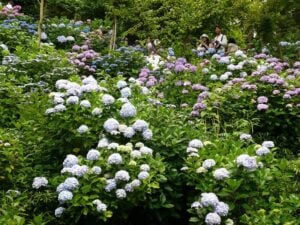 Hydrangea flowers in Kamakura
