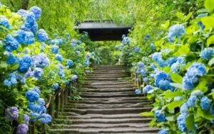 Meigetsuin Temple Hydrangeas, Kamakura