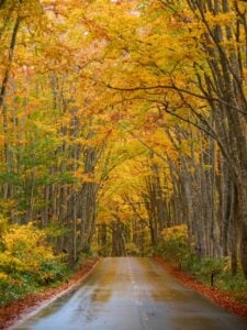 Autumn foliage in the Hakkoda mountains.