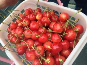 Cherry fruits at Nitori Tourist Orchard, Hokkaido