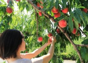 Peach picking in Japan
