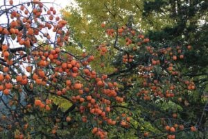 Persimmon fruit Japan