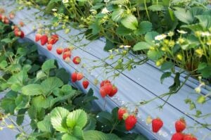 Fruit picking in Japan