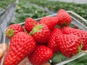 Strawberry picking in Japan