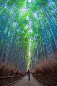 8 Best Day Trips from Kyoto in Autumn 3 Arashiyama Bamboo Forest, Kyoto
